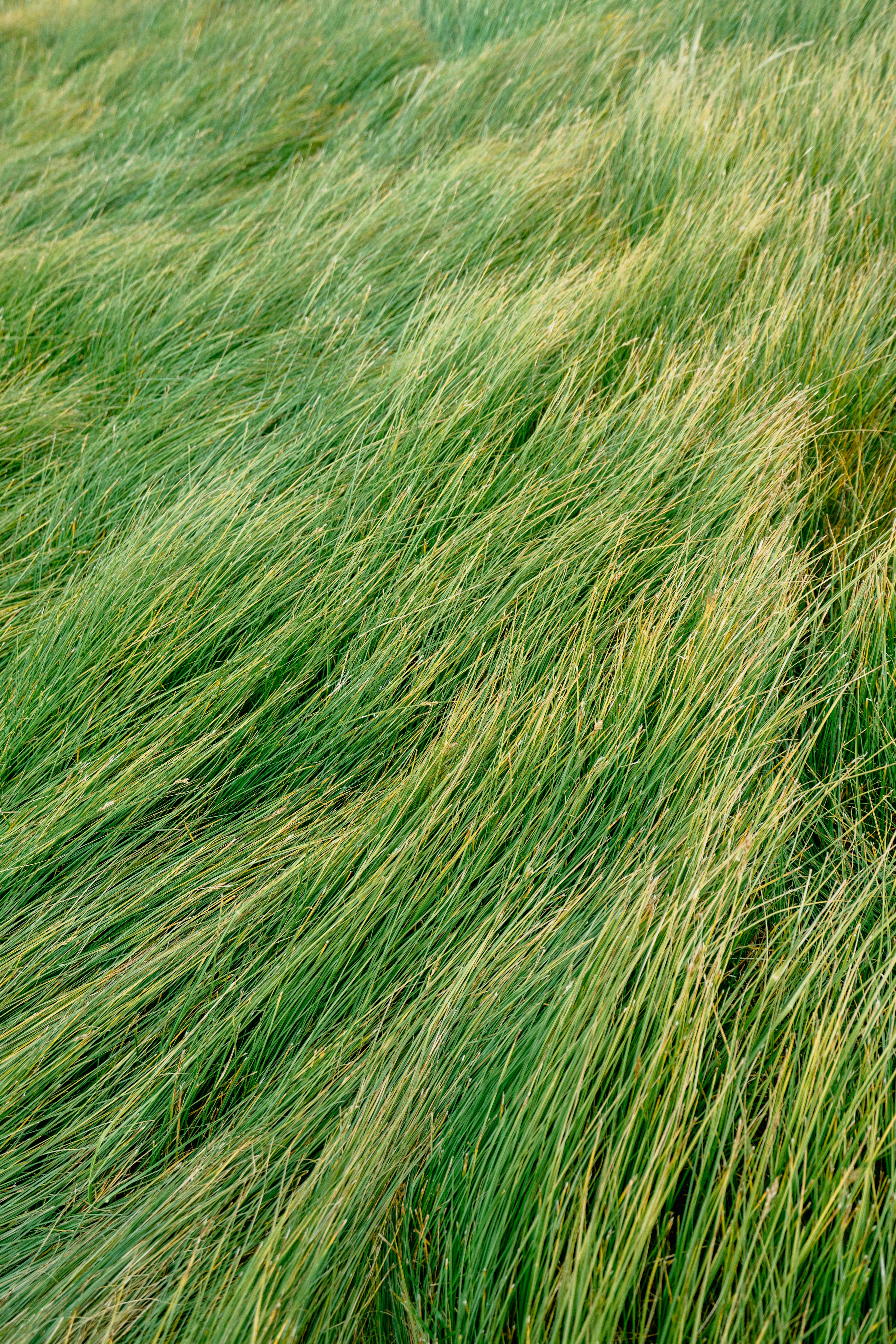Tall grass landscaping example